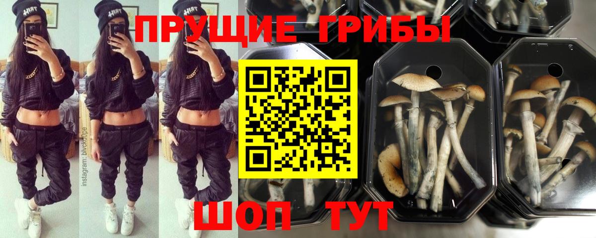 Галлюциногенные грибы GOLDEN TEACHER Калининград